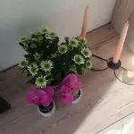 Jordanapartment Apartamento Poreč
